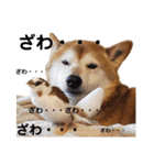 柴犬ときどき十姉妹の毎日スタンプ（個別スタンプ：27）