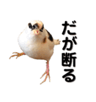 柴犬ときどき十姉妹の毎日スタンプ（個別スタンプ：29）