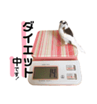 柴犬ときどき十姉妹の毎日スタンプ（個別スタンプ：31）
