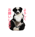 ロイ2（個別スタンプ：5）