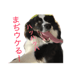 ロイ2（個別スタンプ：12）