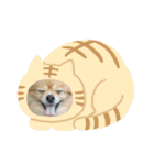 ポメラニアンハナちゃんスタンプ（個別スタンプ：2）