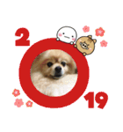 ポメラニアンハナちゃんスタンプ（個別スタンプ：4）