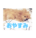 ポメラニアンハナちゃんスタンプ（個別スタンプ：13）