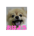 ポメラニアンハナちゃんスタンプ（個別スタンプ：14）