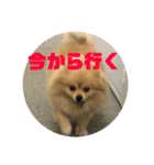 ポメラニアンハナちゃんスタンプ（個別スタンプ：17）