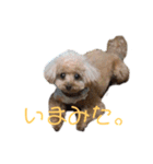 素晴らしきチョコたん（個別スタンプ：1）