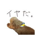 素晴らしきチョコたん（個別スタンプ：5）