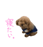 素晴らしきチョコたん（個別スタンプ：8）