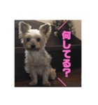 來夢   #1（個別スタンプ：4）