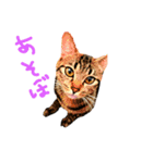 猫ちゃんと純一郎（個別スタンプ：1）