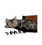 猫ちゃんと純一郎（個別スタンプ：5）