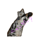 猫ちゃんと純一郎（個別スタンプ：6）