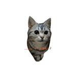猫ちゃんと純一郎（個別スタンプ：11）