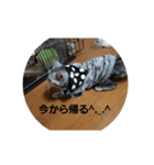 猫ちゃんと純一郎（個別スタンプ：15）