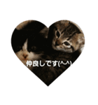 猫ちゃんと純一郎（個別スタンプ：16）