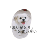 つなまよ（個別スタンプ：8）