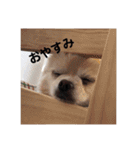 佐藤家のくぅーちゃん（個別スタンプ：2）