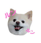 佐藤家のくぅーちゃん（個別スタンプ：5）