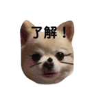 佐藤家のくぅーちゃん（個別スタンプ：7）