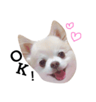 佐藤家のくぅーちゃん（個別スタンプ：8）