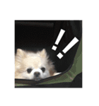 佐藤家のくぅーちゃん（個別スタンプ：12）
