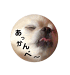 佐藤家のくぅーちゃん（個別スタンプ：17）