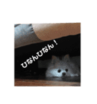 佐藤家のくぅーちゃん（個別スタンプ：21）
