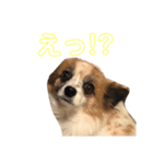 そると@犬（個別スタンプ：3）