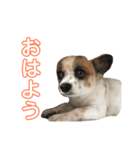 そると@犬（個別スタンプ：7）