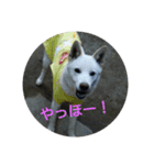 つくしのすたんぷ。〜たまにおともだち〜（個別スタンプ：7）