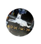 つくしのすたんぷ。〜たまにおともだち〜（個別スタンプ：15）