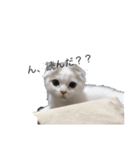 子猫のマシュくん（個別スタンプ：2）