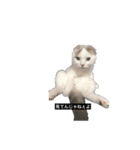 子猫のマシュくん（個別スタンプ：3）