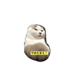 子猫のマシュくん（個別スタンプ：4）