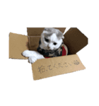 子猫のマシュくん（個別スタンプ：6）