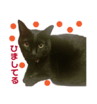 黒猫のくうやん（個別スタンプ：6）