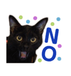 黒猫のくうやん（個別スタンプ：10）