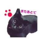 黒猫のくうやん（個別スタンプ：12）