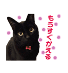 黒猫のくうやん（個別スタンプ：14）