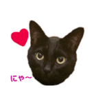 黒猫のくうやん（個別スタンプ：17）