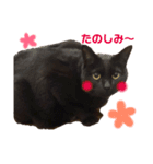 黒猫のくうやん（個別スタンプ：20）