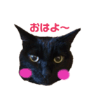 黒猫のくうやん（個別スタンプ：22）