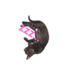 黒猫リュウくん。（個別スタンプ：1）