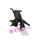黒猫リュウくん。（個別スタンプ：2）