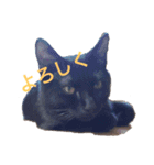 黒猫リュウくん。（個別スタンプ：4）