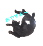 黒猫リュウくん。（個別スタンプ：6）