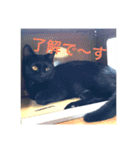 黒猫リュウくん。（個別スタンプ：7）