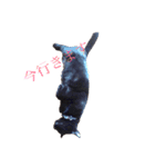 黒猫リュウくん。（個別スタンプ：8）