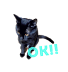 黒猫リュウくん。（個別スタンプ：9）